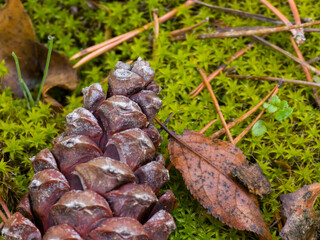 A pine cone resting on a bed of vibrant green moss in a forest