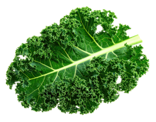 A close-up of a fresh green leafy vegetable with detailed textures