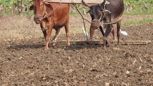 pair of oxen harnessed with a yoke for farm work