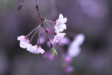 満開の美しい桜の花