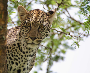 Léopard dand un arbre au parc du Serengeti