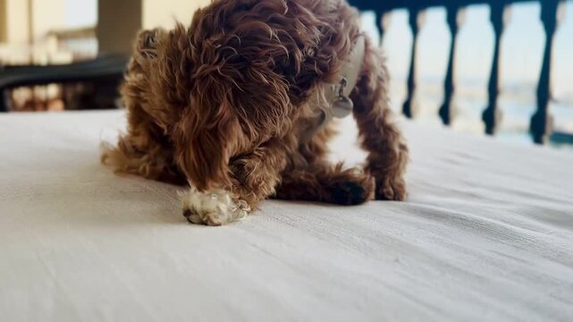 Cute Fluffy Dog Scratching Its Paw &ndash; Pet Grooming Behavior Video