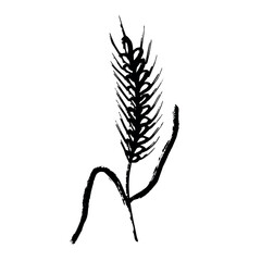 Hand drawn cereal wheat oat rye barley rice ears spikelet clipart Organic wheat bread agriculture farming harvest healthy food Single element for print packaging label design decor