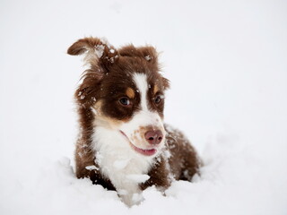 Brown and white dog is laying in the snow