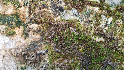 Close Up View Of A Textured Natural Rock Surface Covered In Vibrant Green Moss And Lichen
