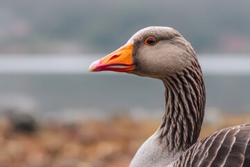Greylag goose head shot by a calm pond in morning light