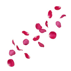 Vibrant pink petals isolated on transparent background scattered floral elements