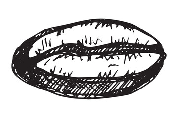 Hand drawn fresh roasted coffee bean Arabica robusta seed doodle Single element for print, web, design, decor