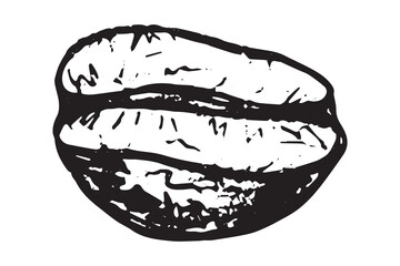 Hand drawn fresh roasted coffee bean Arabica robusta seed doodle Single element for print, web, design, decor
