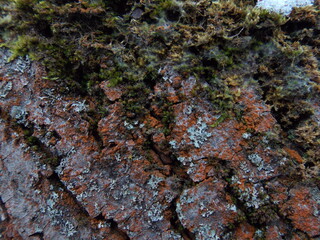 Textured surface of tree bark covered with vibrant moss and lichen. The close-up view captures a rich mix of colors and textures, showcasing the intricate patterns in nature.