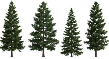 six photorealistic pine and fir trees, unique precise silhouettes, deep forest green, isolated on a seamless brilliant white studio backdrop, technical orthographic view. concept of botanical design