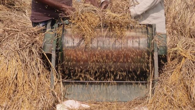 person operating a paddy threshing machine to separate rice grain from the straw