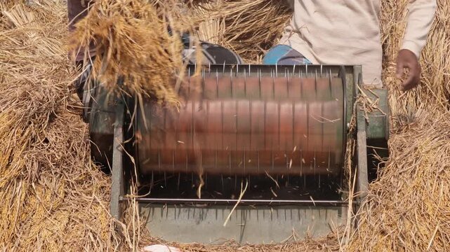 farmers threshing freshly harvested rice using a machine