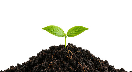 A small green seedling with two leaves growing out of soil isolated on transparent background