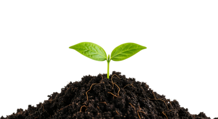 A small green seedling with two leaves growing out of soil isolated on transparent background