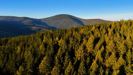Aerial view of yellow aspen and green pine forests in early autumn in Colorado, USA. A picturesque autumn mountain landscape.