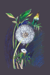 flower dandelion with buds on dark paper, pastel pencils