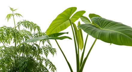Tropical plants with large green leaves isolated on transparent background
