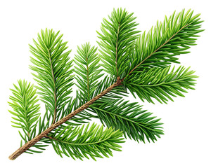 Obraz premium Fresh Green Pine Tree Branch Isolated on White Background