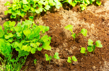 Rows of radish seedlings. Lettuce leaves are ready to be harvested for making a fresh summer salad.