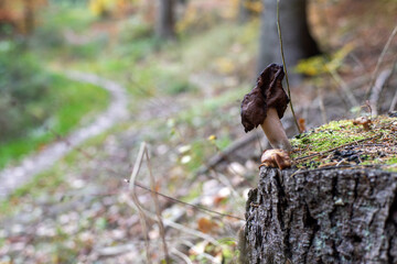 Pomarszczony brązowy grzyb rosnący na starym pniu ściętego drzewa