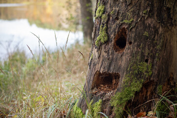 Stary spróchniały pień drzewa z wydrążonymi dziuplami