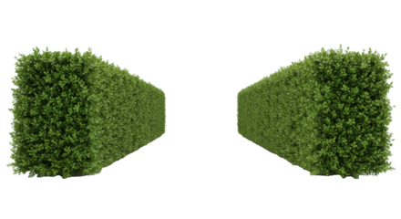 two long parallel rows of lush, emerald green boxwood hedges with sharp leaf textures, symmetrically trimmed on a transparent background. concept of precise architectural design
