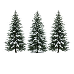 Fototapeta premium three perfect conical evergreen fir trees, heavily dusted with white snow, deep green needles, isolated floating on a pure high-key white studio background concept of christmas holiday design element
