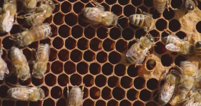 top view of busy honey bees working on hexagonal honeycomb wax cells, macro shot