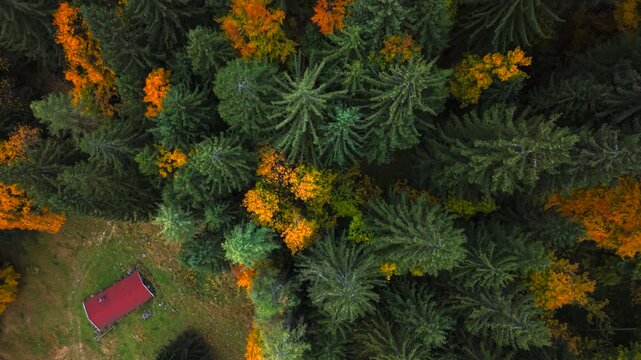 Aerial ascend at Heutal, Austria. Colorful forest with trees and conifer patches and mountain slopes