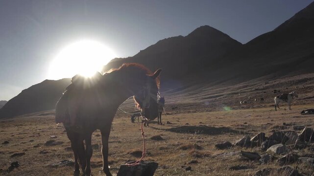 Horse in mountain with sun behind
