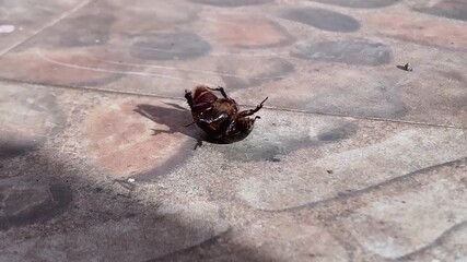 Beetle flipped on it back alive and struggle to get back day