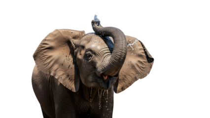 Young elephant using its trunk to spray water over its head in playful bath. isolated PNG with Transparent Background