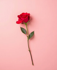 Single red rose with green leaves placed flat on smooth pink background viewed from above studio shot