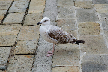 seagull on a stone