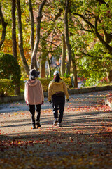 Fototapeta premium 秋の公園でジョギングする中年女性達の姿と紅葉の風景