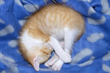 Top View of Adorable Orange and White Tabby Kitten Sleeping Peacefully Curled Up on Blue Fleece Blanket