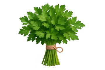 Fresh Parsley Herb Bundle with transparent background for easy editing.