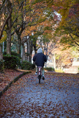 Fototapeta premium 秋の公園で自転車を乗る通勤中の女性の姿と紅葉の風景