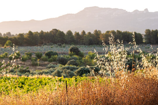 Rural agriculture landscape of Terra Alta in Catalonia Spain with mediterranean vegetation countryside and natural environment