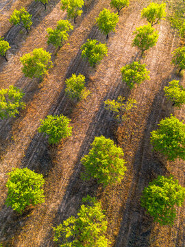 Aerial drone view of Terra Alta agriculture landscape in Catalonia Spain showing rural mediterranean farmland patterns from above