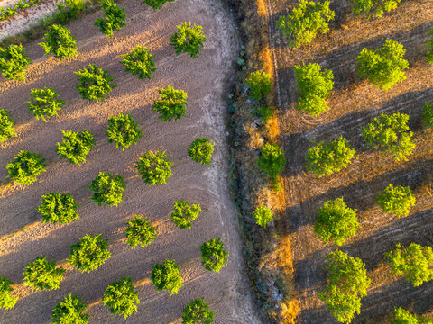 Drone aerial view of Terra Alta rural agriculture landscape in Catalonia Spain with mediterranean fruit trees cultivation and patterns