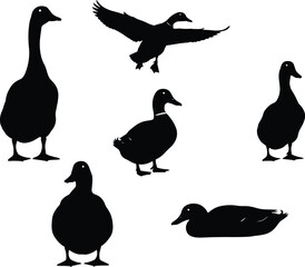 Silhouettes of ducks in various natural poses including walking, standing, swimming, and flying, representing wildlife behavior, bird species, nature scenes, and outdoor environments.