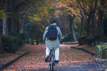Fototapeta premium 秋の公園で自転車を乗る通勤中の人の姿と紅葉の風景
