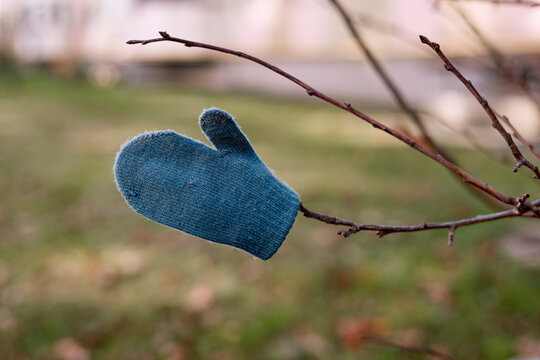 Single blue mitten left on a tree branch outdoors.