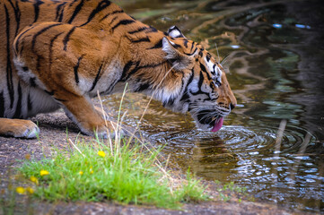 Bengal tiger drinks water in a pond