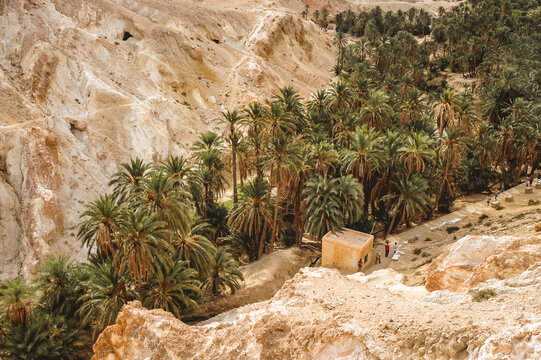 Palm trees in canyon in Chebika mountain oasis in Tozeur Governorate, Tunisia