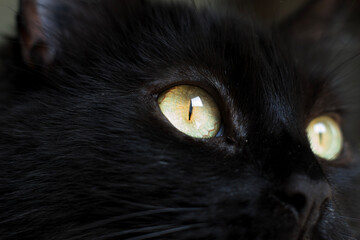 Black Cat Portrait