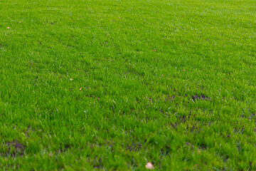 Close-up view of a lush, green grass lawn with natural lighting and vibrant color, ideal for backgrounds, nature themes, or landscaping concepts.