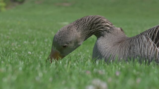 Greylag Goose (Anser anser) in closeup, eating grass and showing its tomia (serrated tooth-like structures) in its mouth, while lying on a lawn. July, Kent, UK. Half speed